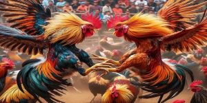 Đá Gà Cựa Sắt - Chia Sẻ Hữu Ích Cho Người Mới Nhập Môn